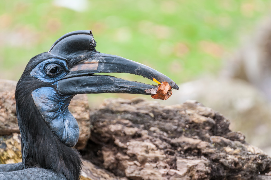 Komischer Vogel