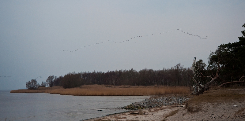 komorane01