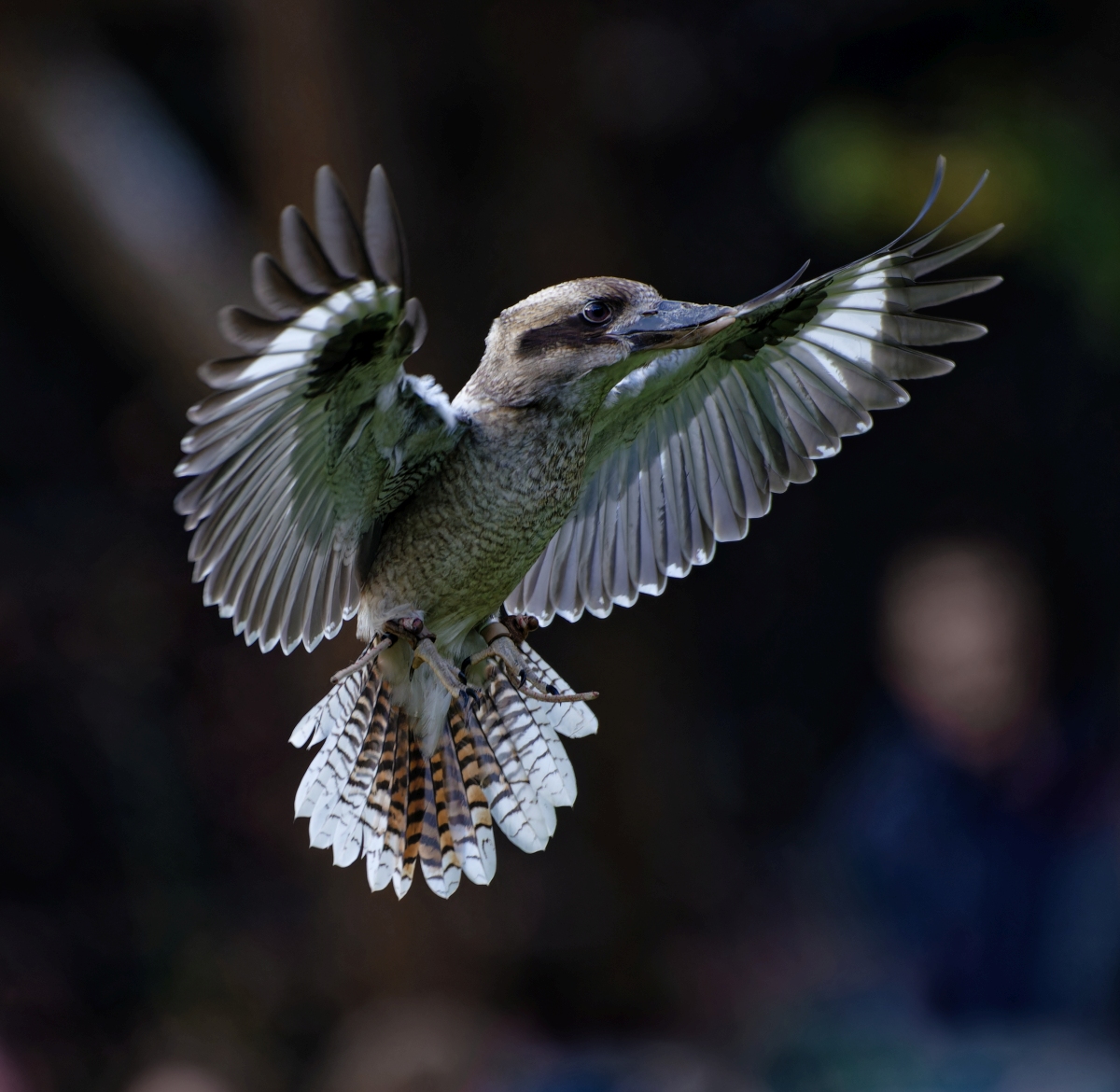 Kookaburra.jpg