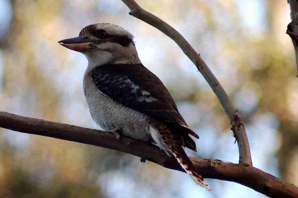 Kookaburra, Port Macquarie