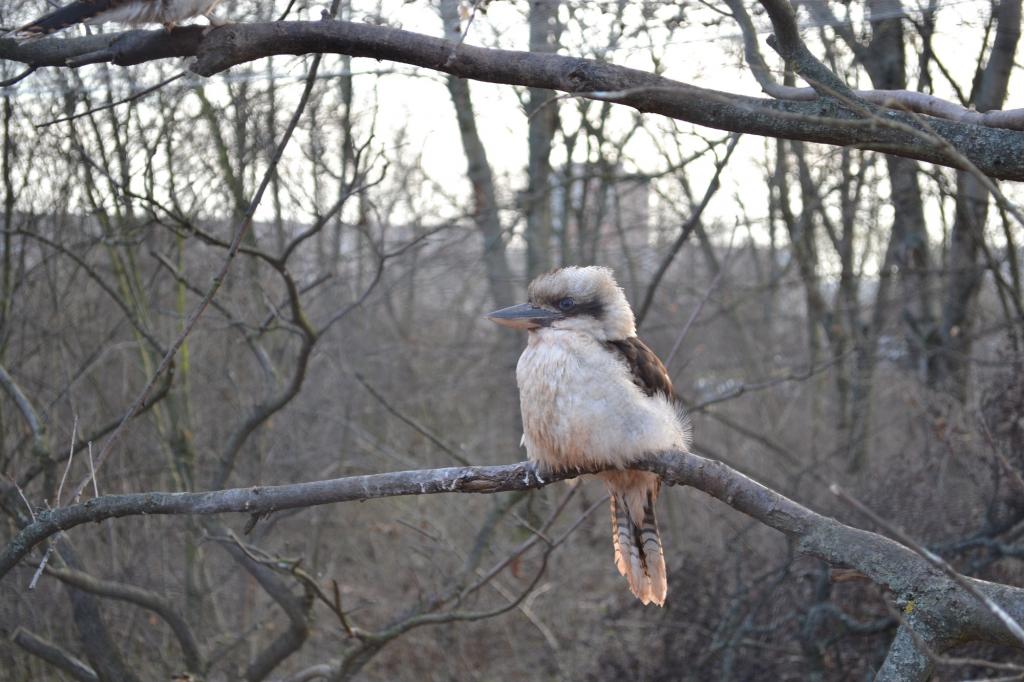Kookaburra