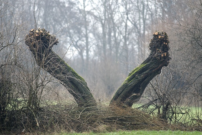 Kopfweide copy