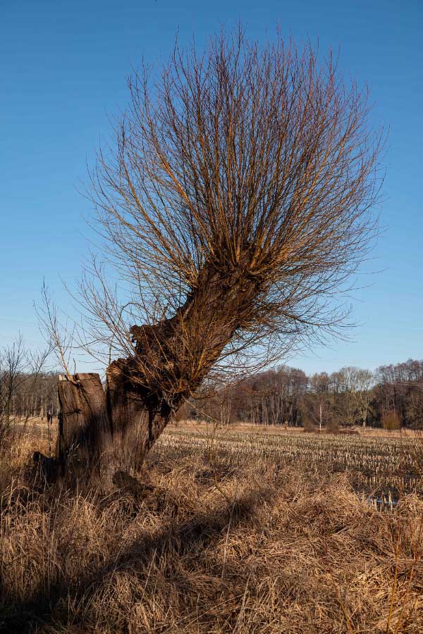 Kopfweide.jpg