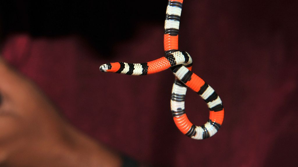 Korallenotter (Coral Snake)
Caiman Houase
2967