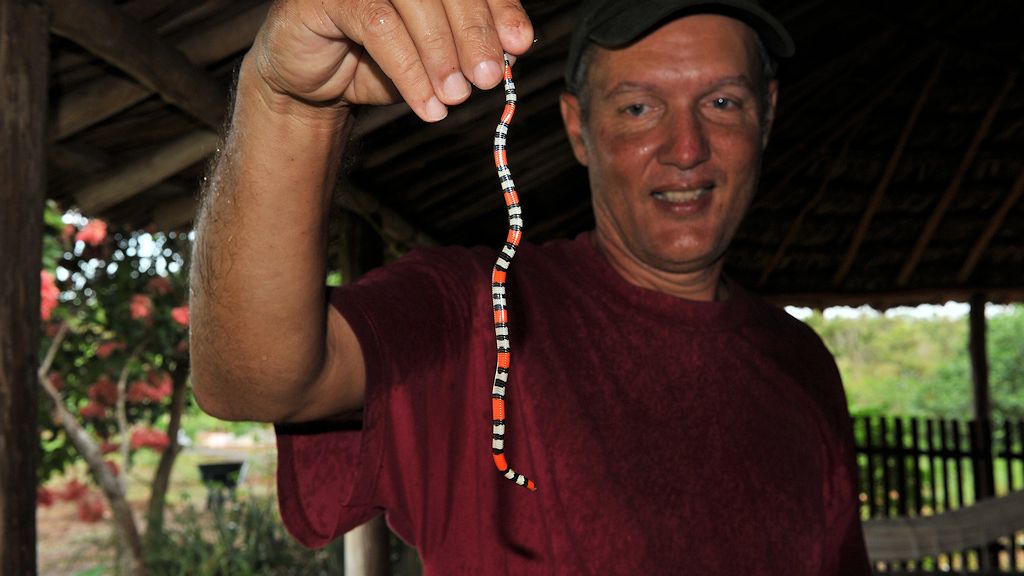 Korallenotter (Coral Snake=
Caiman House
2958