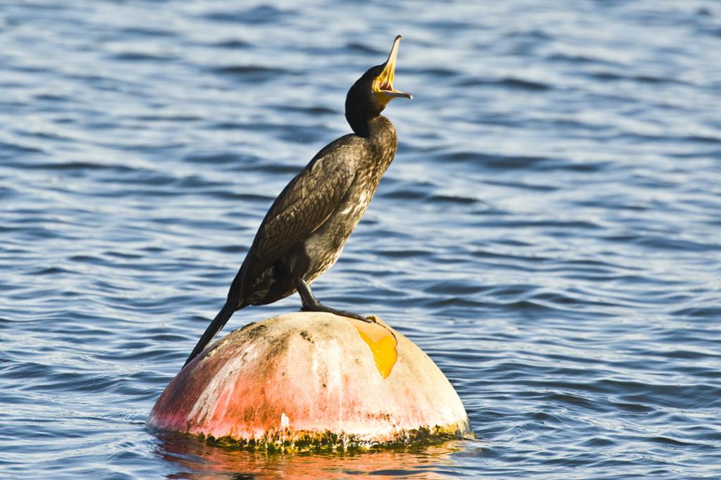 Kormoran 01