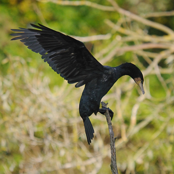 Kormoran 02
