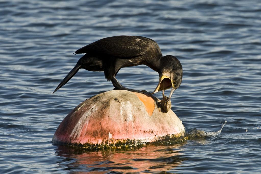 Kormoran 04