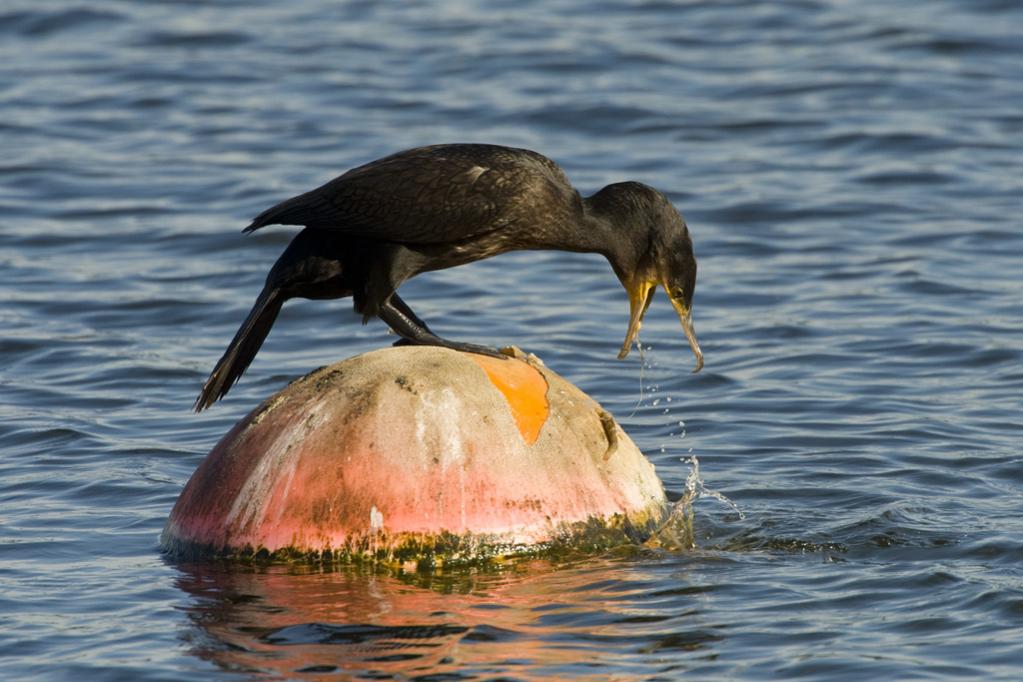 Kormoran 05