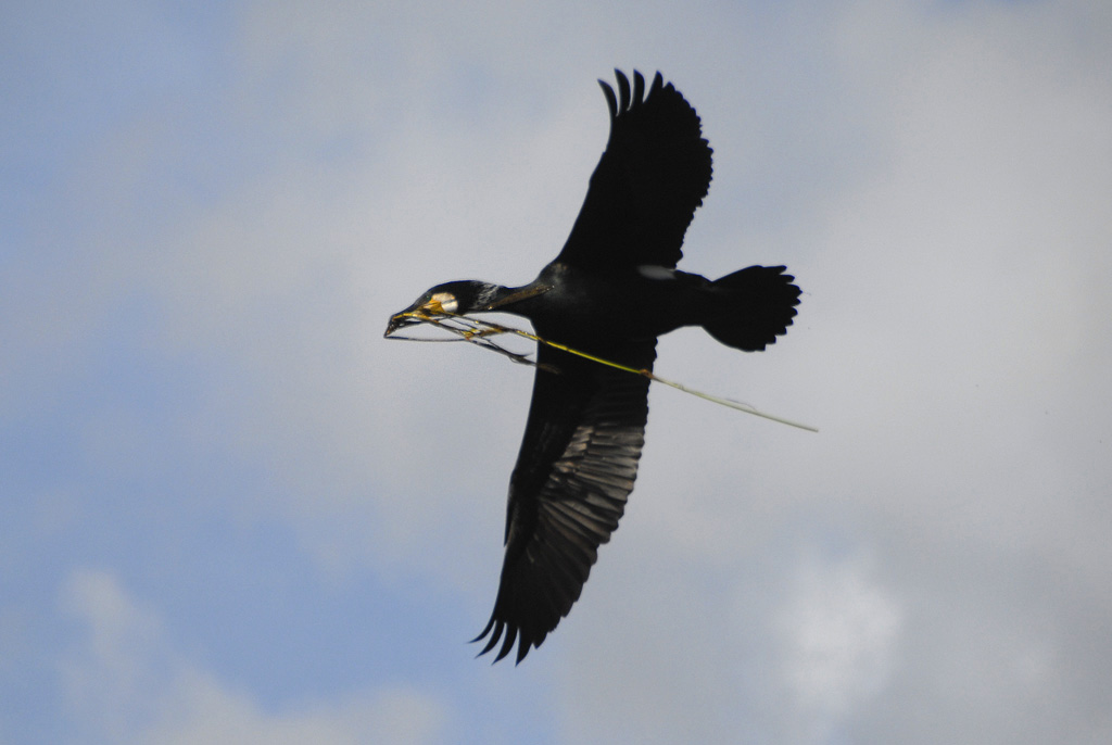 Kormoran 08