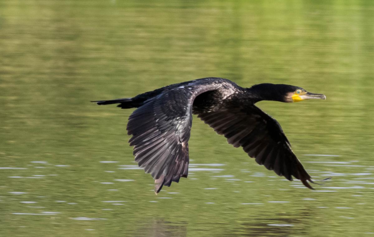 Kormoran (1 von 1) 3