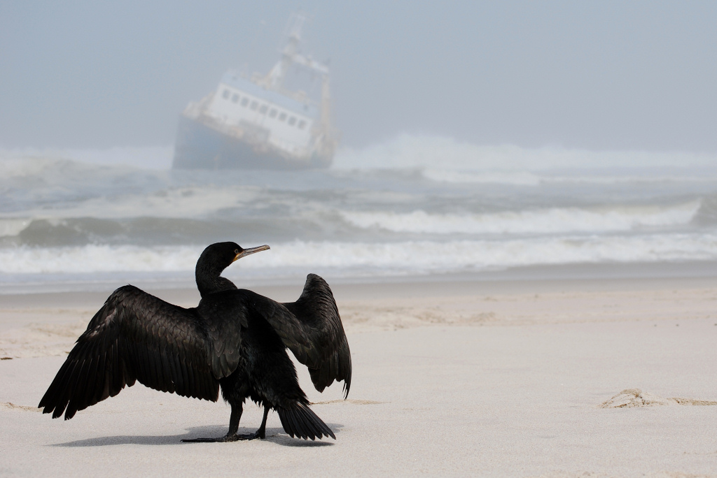 Kormoran 1