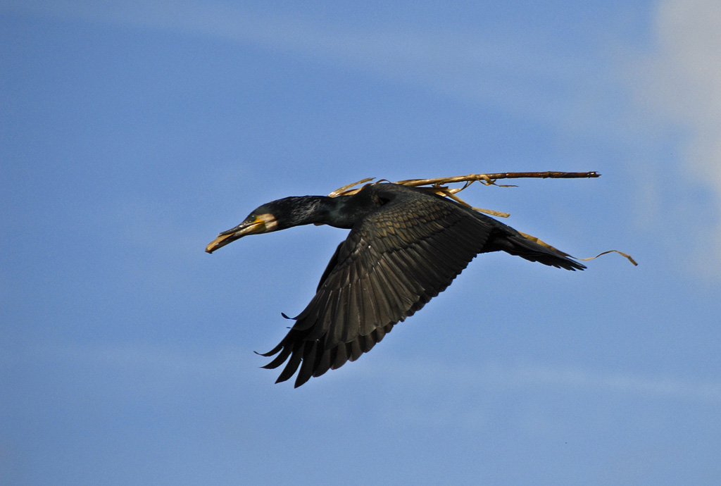Kormoran 10