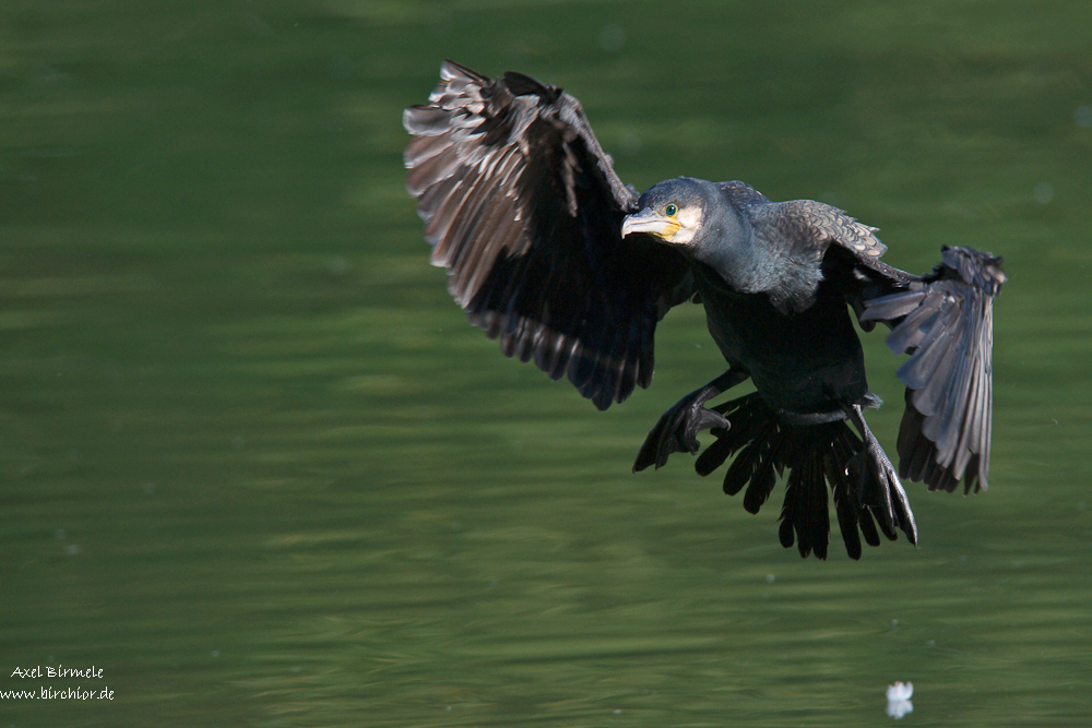 Kormoran 10B 1895 bearbeitet 12. September 2010 001