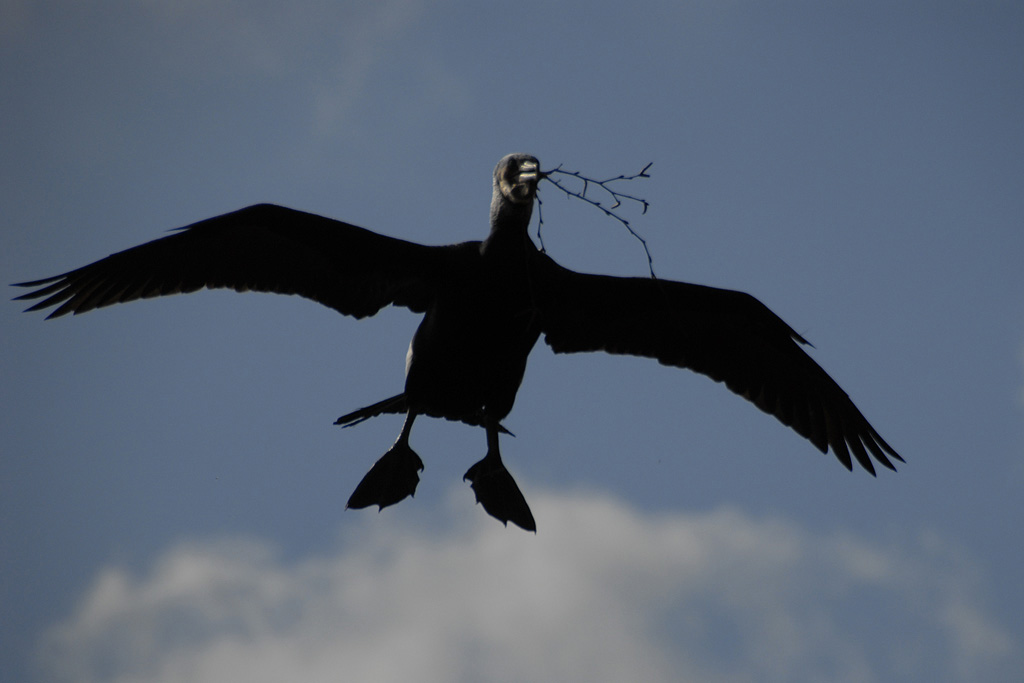 Kormoran 11
