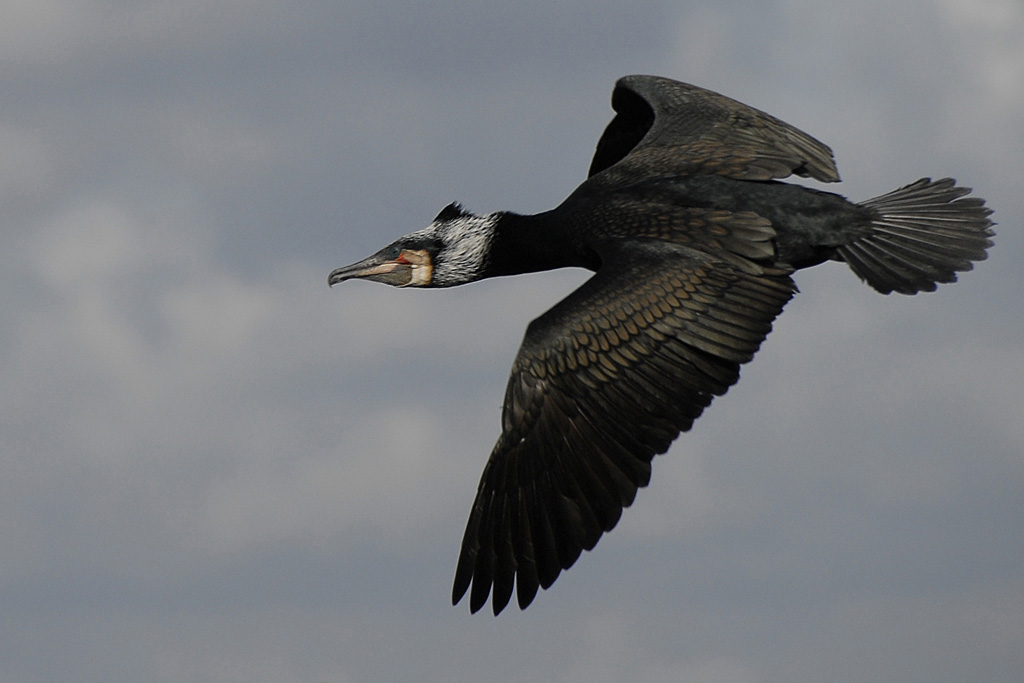 Kormoran 12