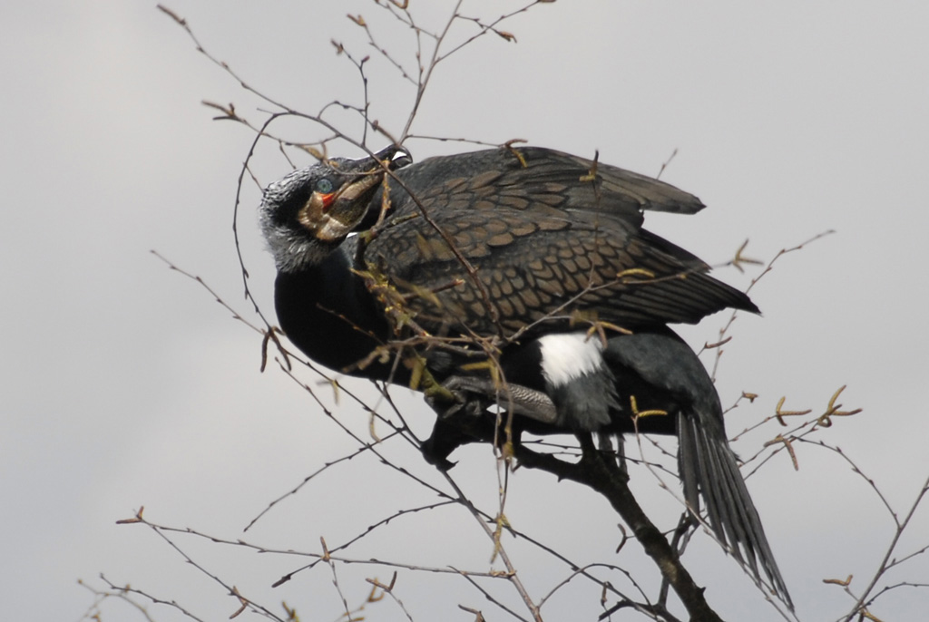 Kormoran 14