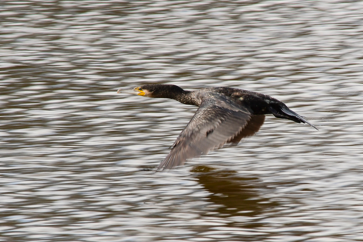 Kormoran 8078