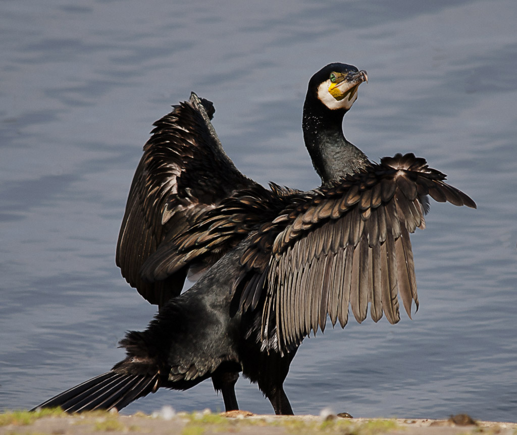 Kormoran am Kemnader See NRW