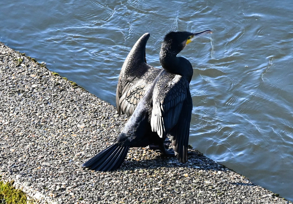 Kormoran am Kemnader Stausee.jpg