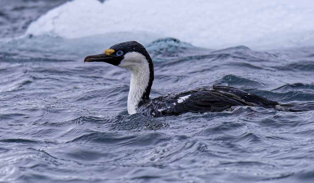 Kormoran I.jpg