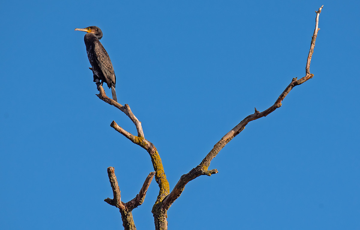 Kormoran.jpg