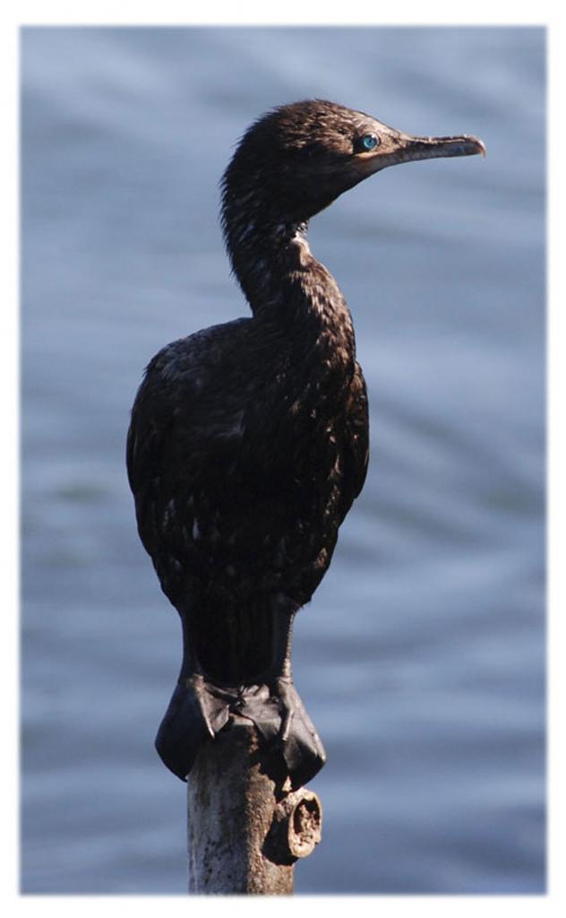 "Kormoran"
mit den schönsten blauen Augen