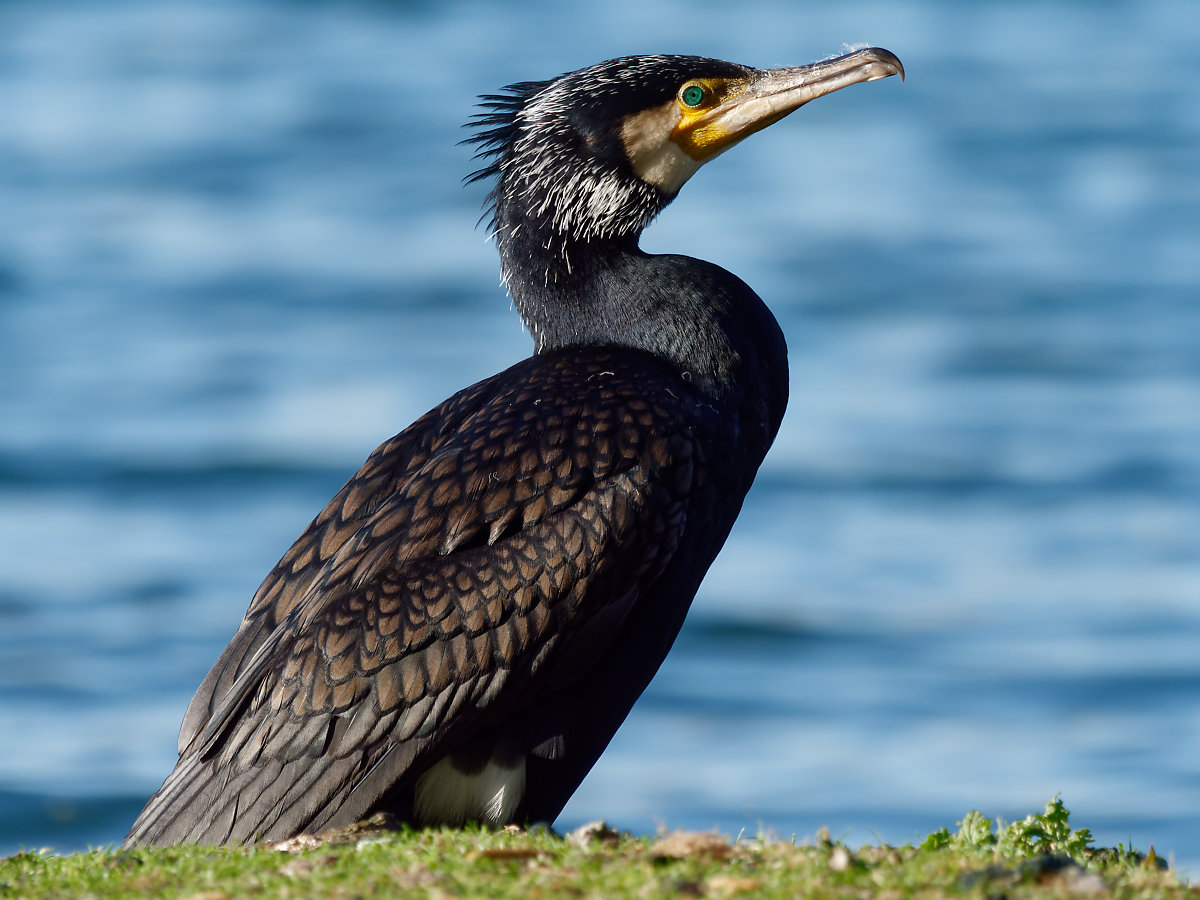 Kormoran