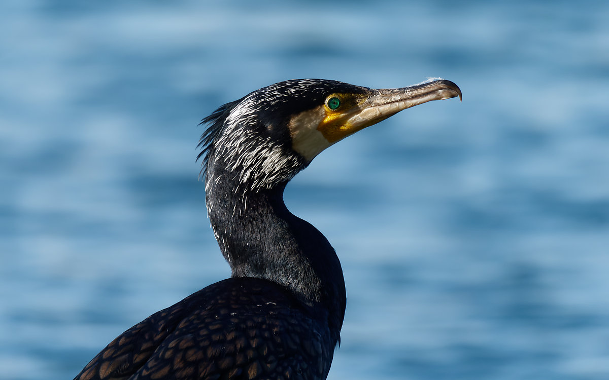 Kormoran