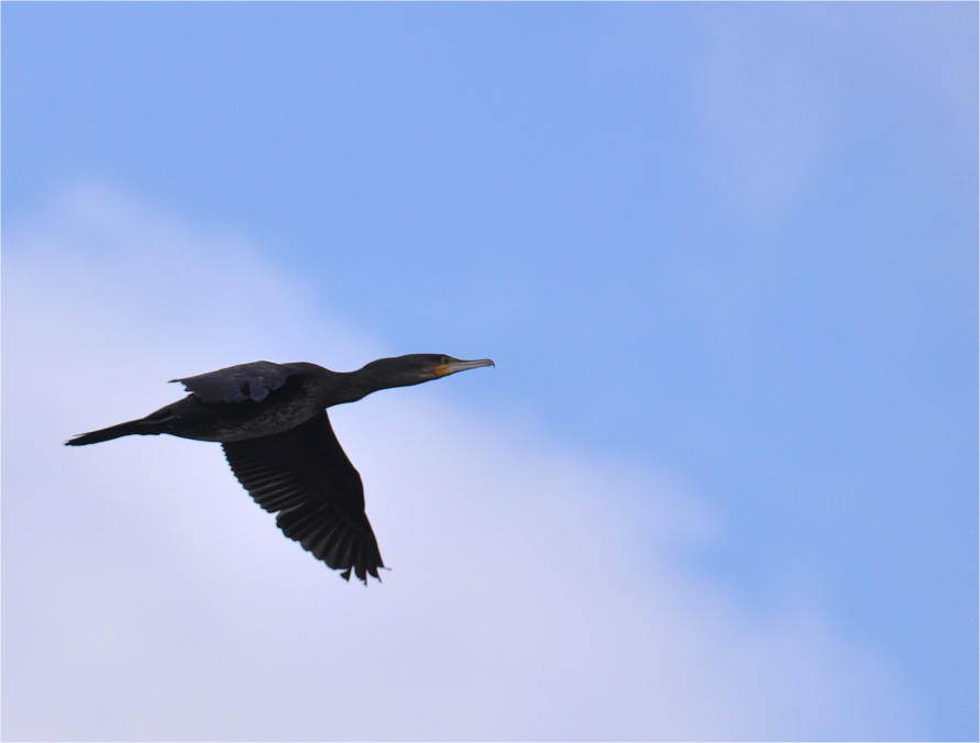 Kormoran