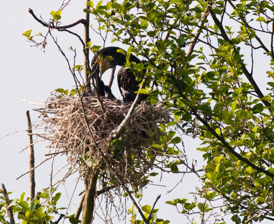 Kormoran