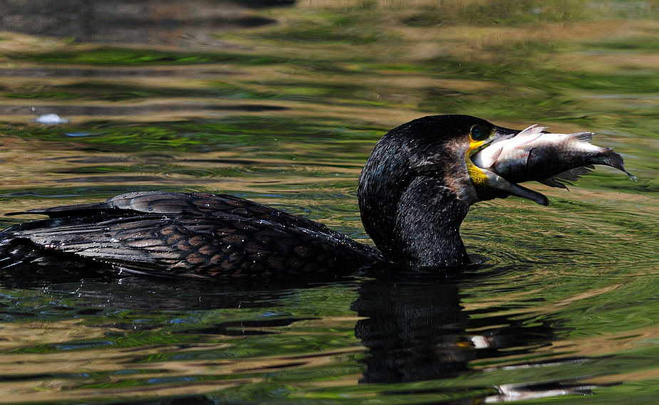 kormoran1