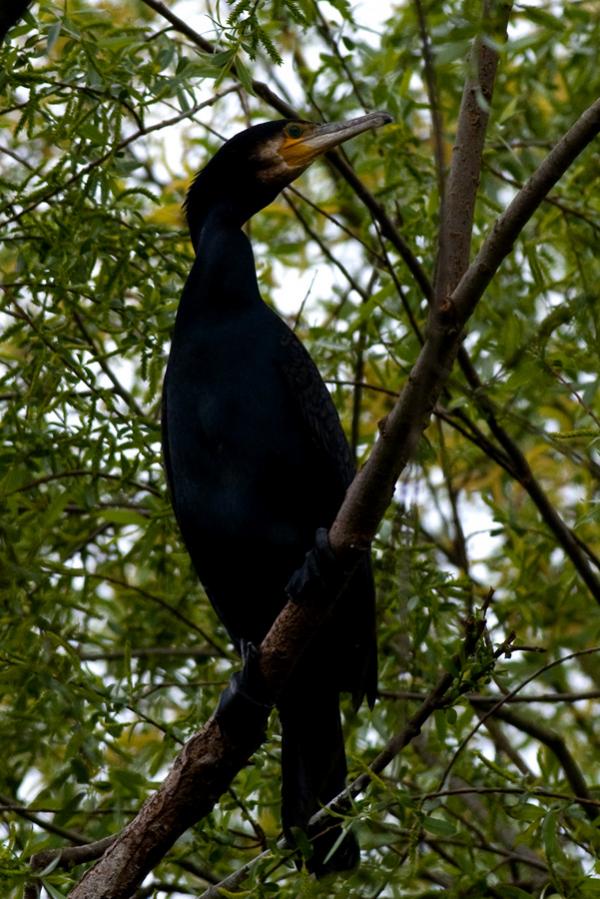 Kormoran2
