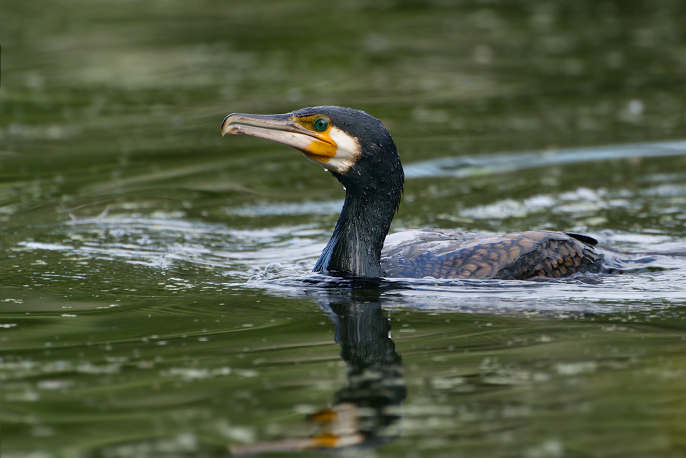 Kormoran4892scharf