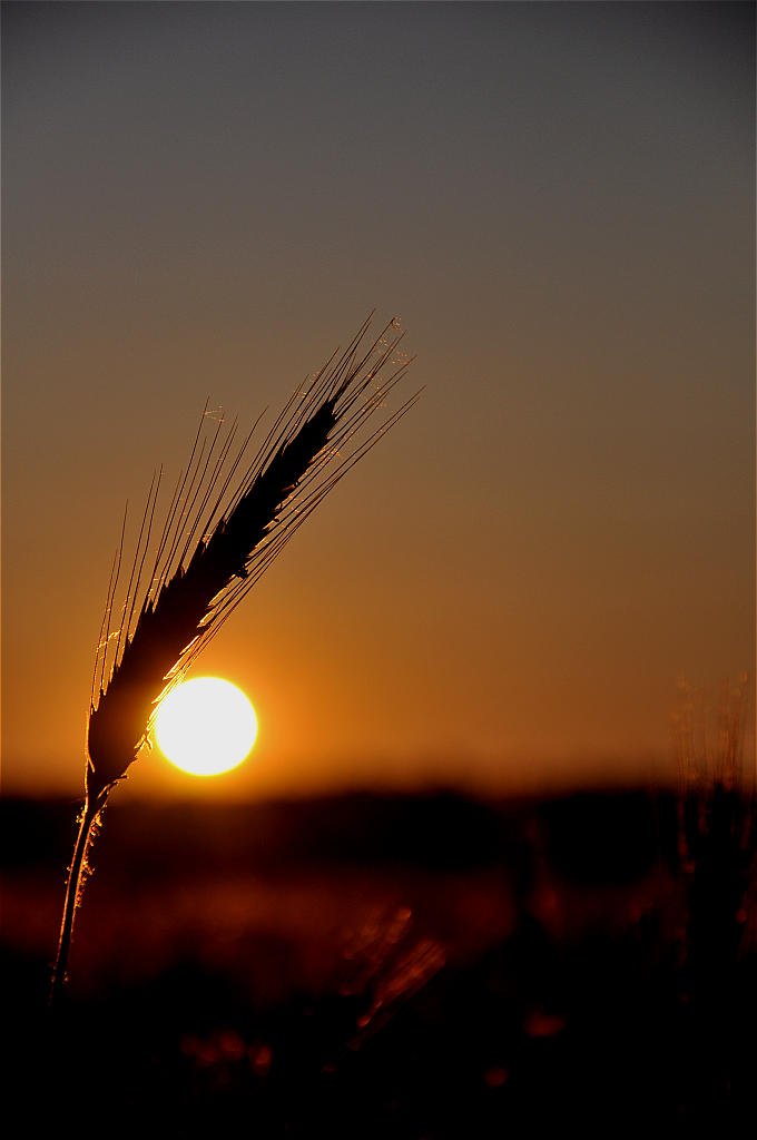 Korn