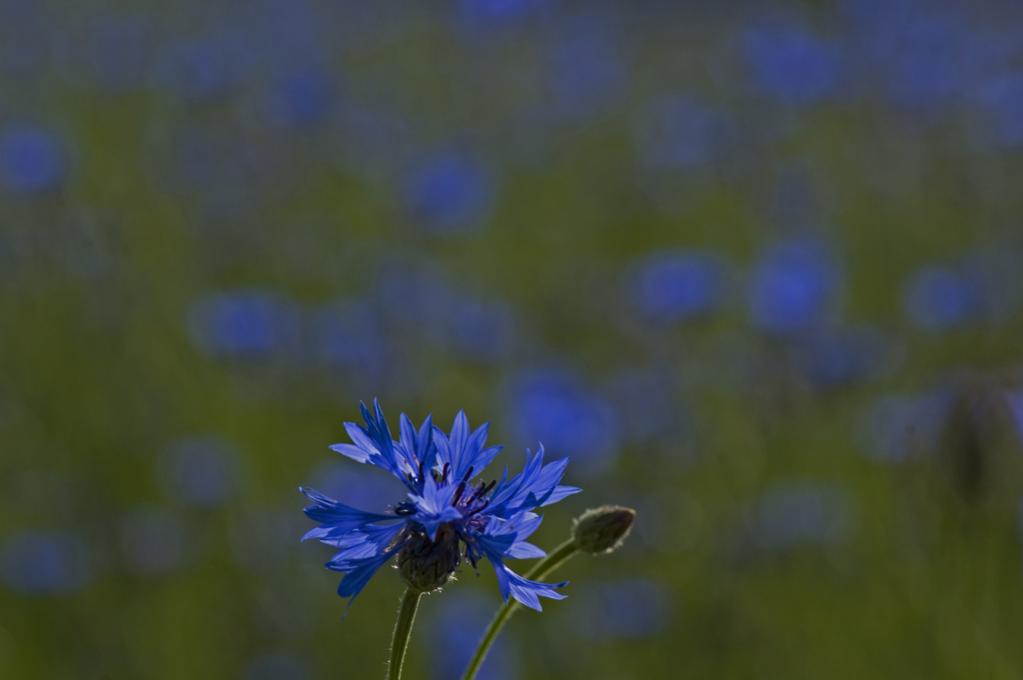 Kornblume 06.2011 (121)
