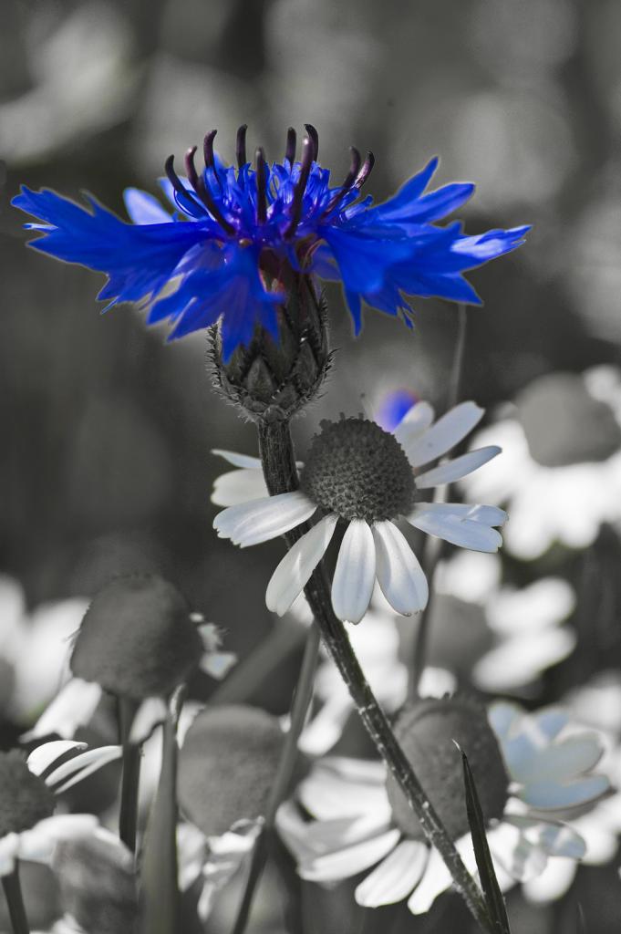 Kornblume 06.2011 (4)