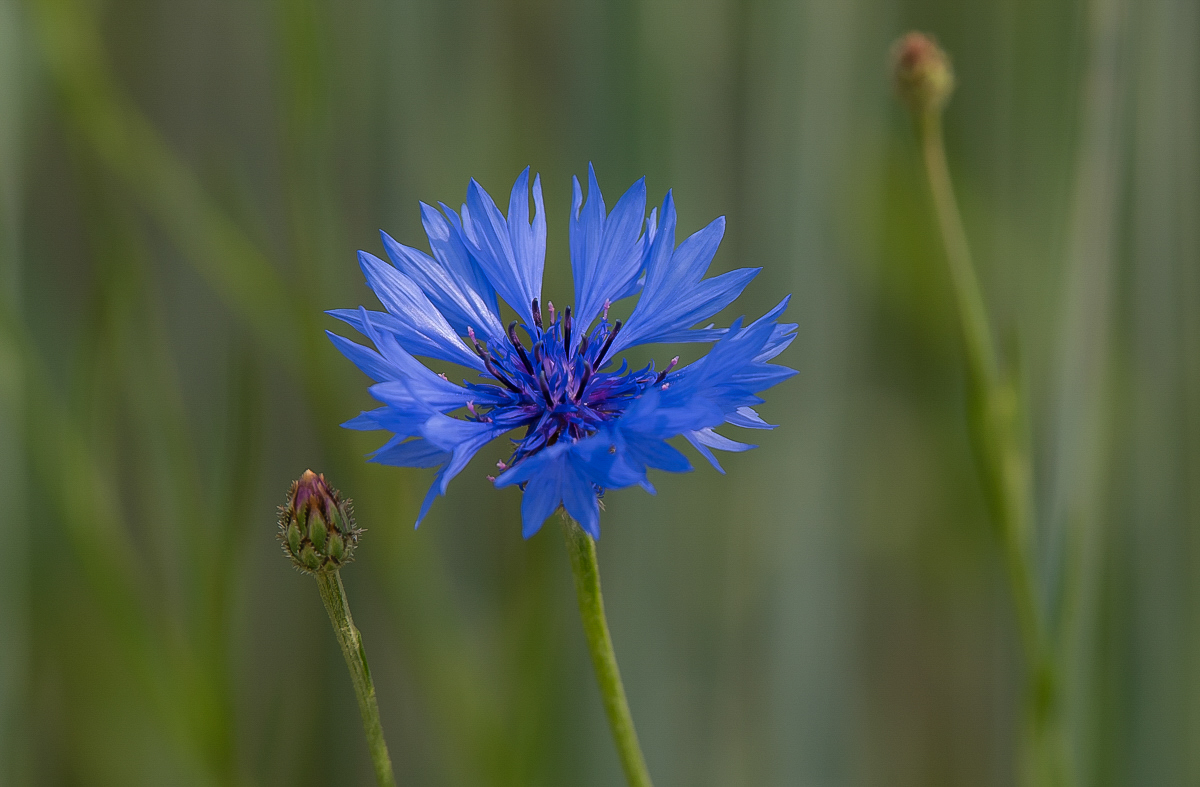 Kornblume 2 (1 von 1).JPG