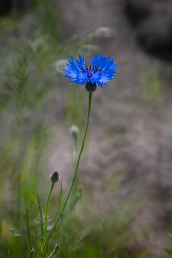 Kornblume 2.jpg