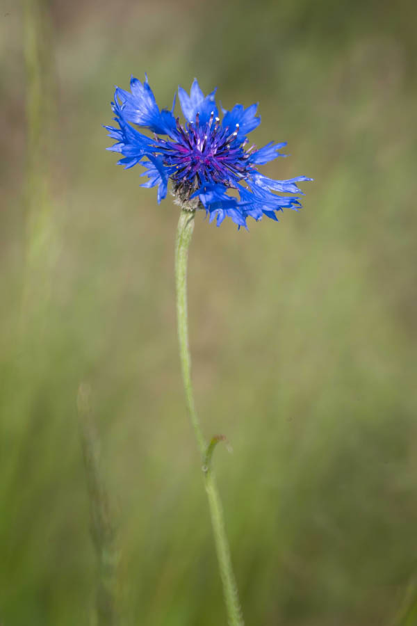 Kornblume 3.jpg