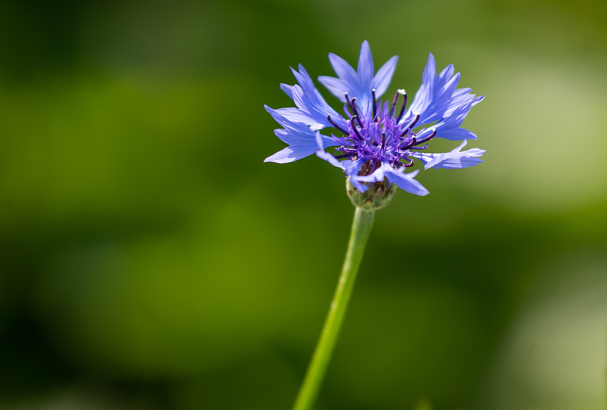 Kornblume.jpg