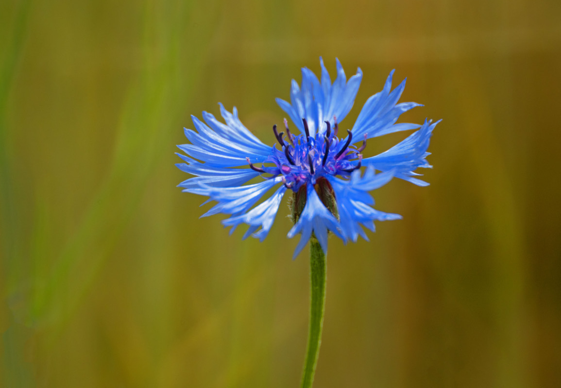 Kornblume.jpg