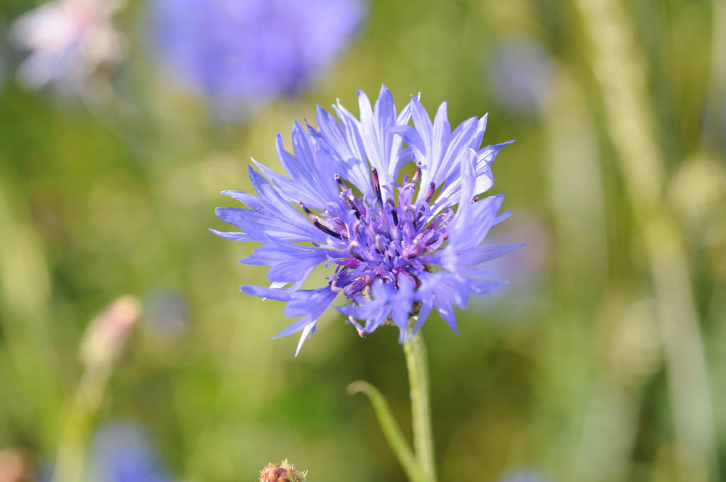 Kornblume (Makro)