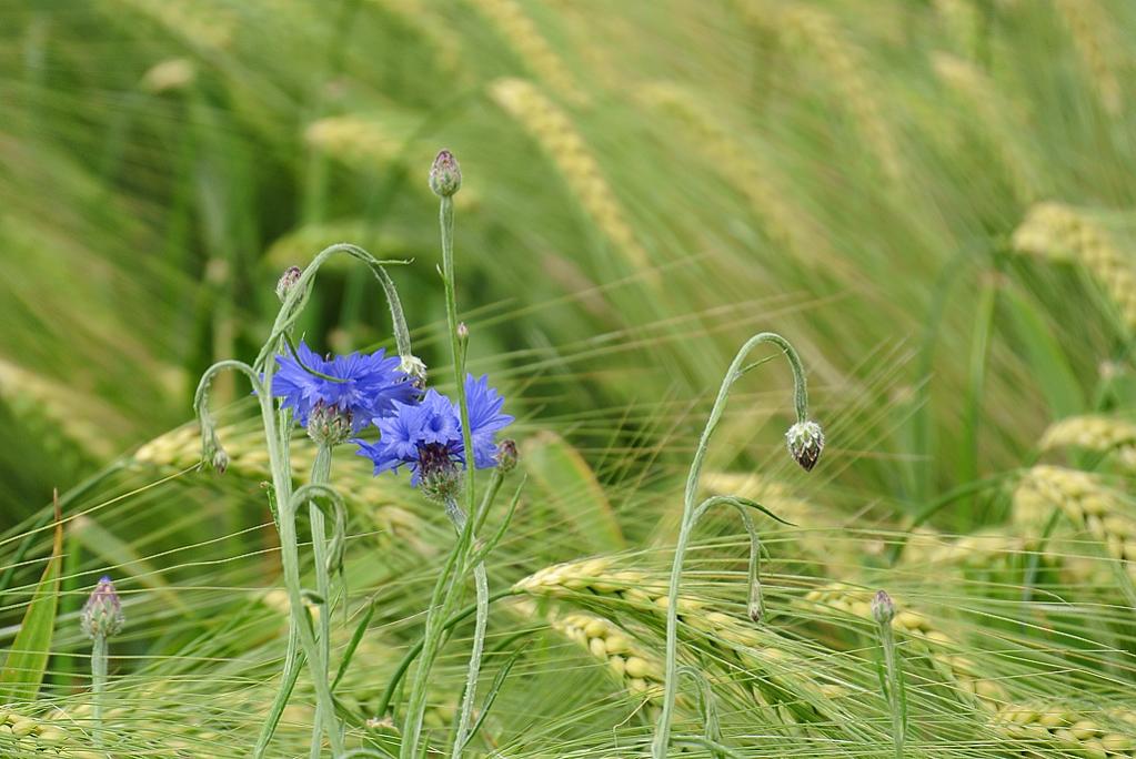 kornblume
