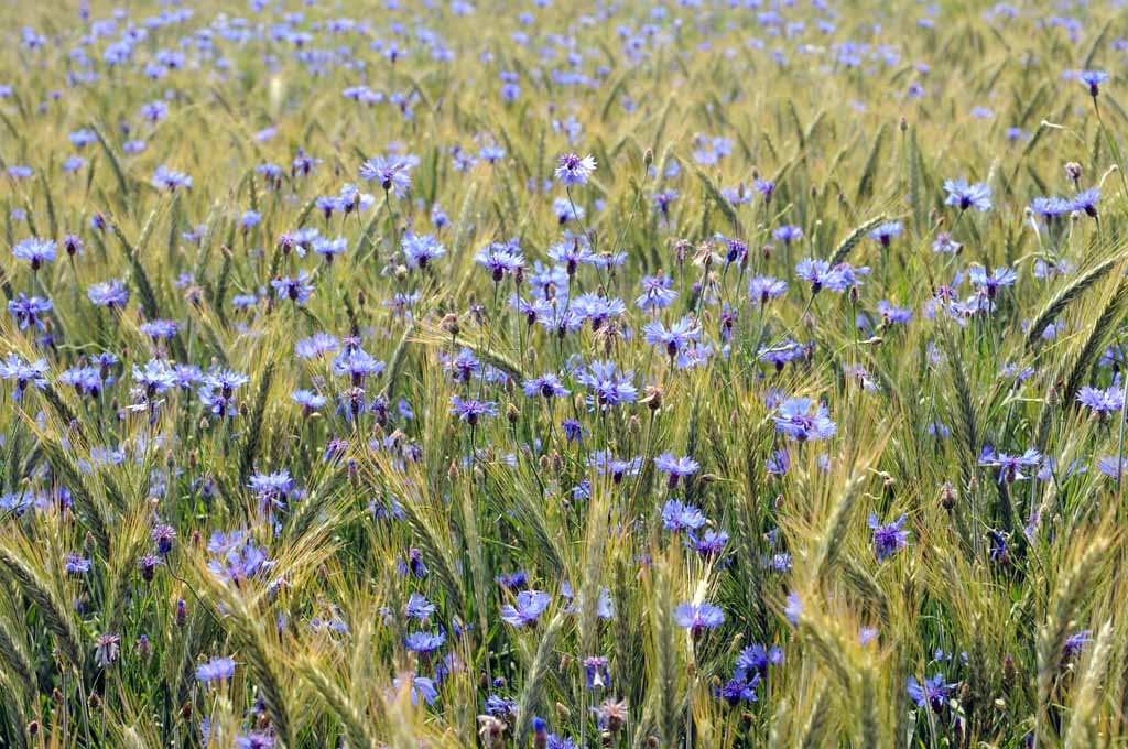 Kornblumen