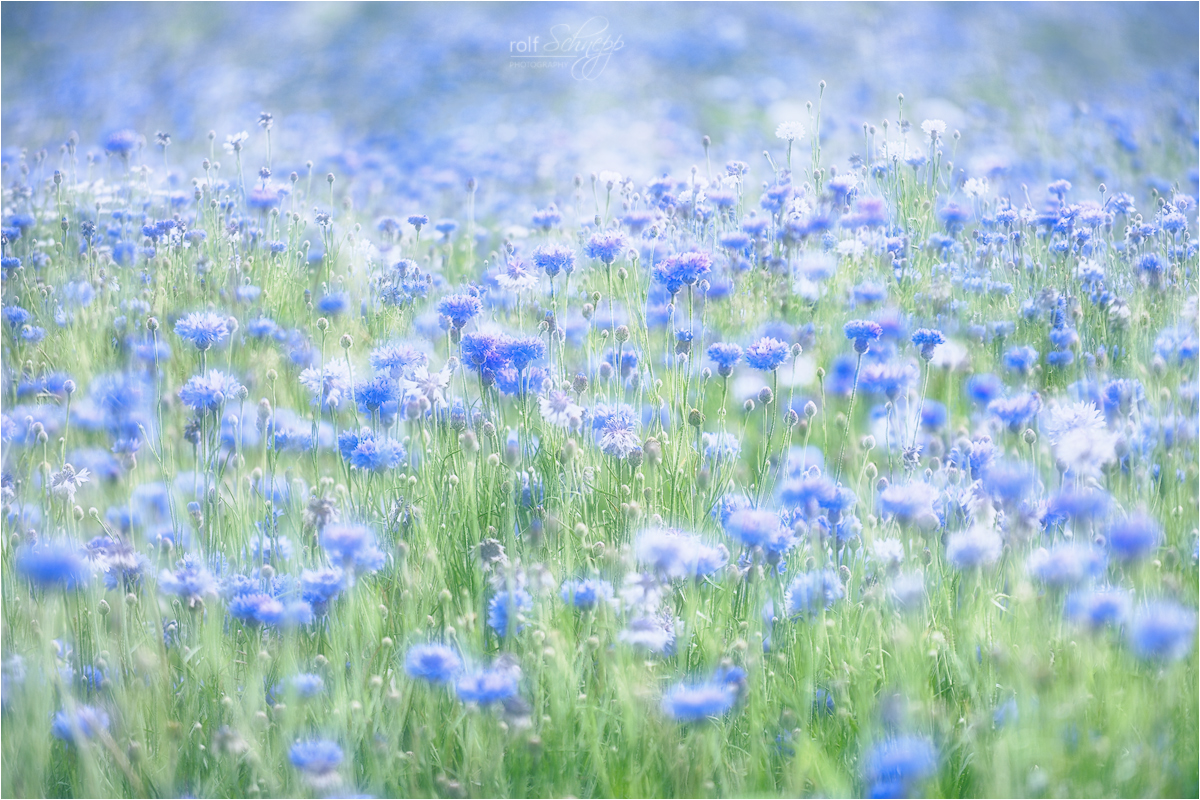 Kornblumen