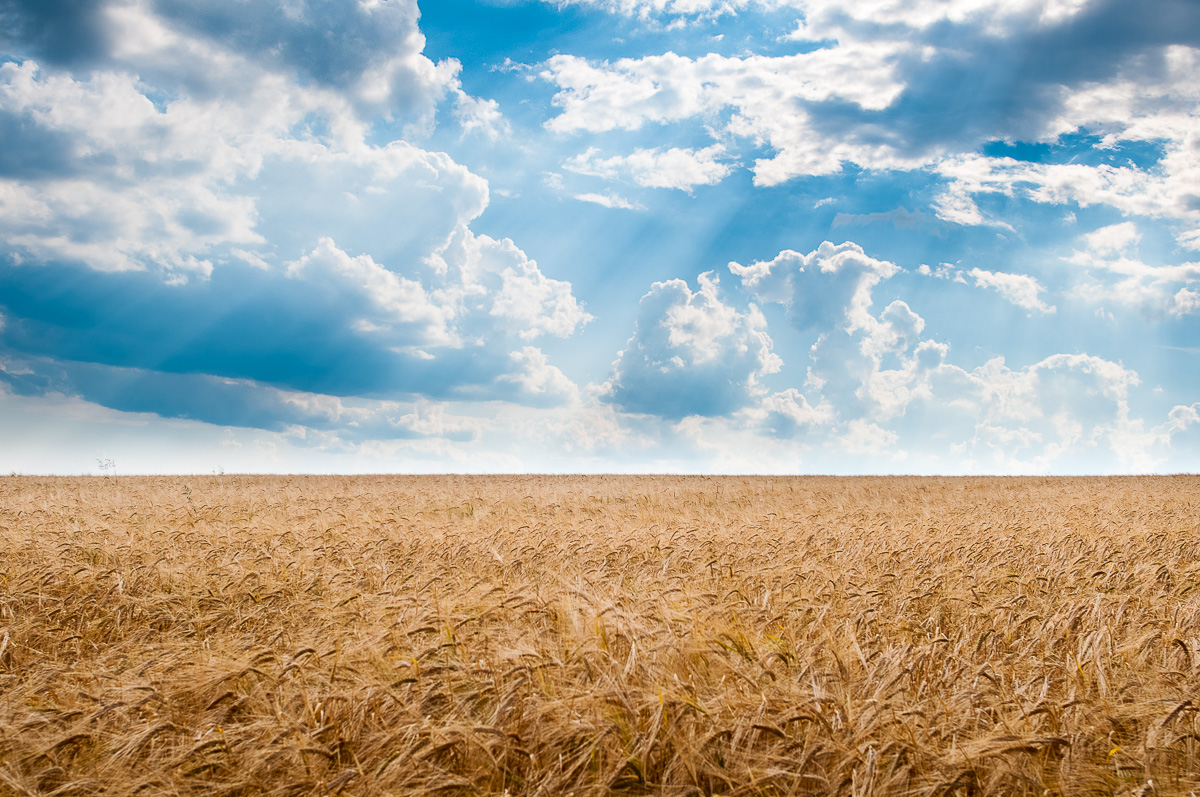 Kornfeld im Sommer