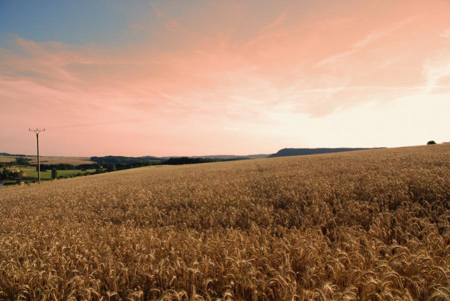 Kornfeld
