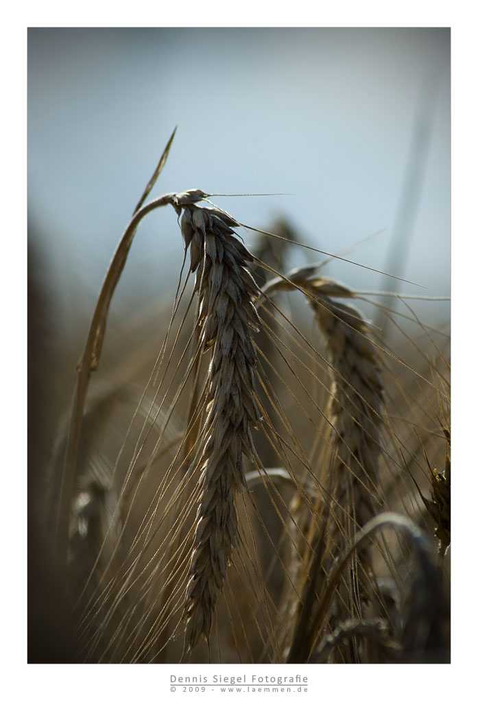 kornfeld3