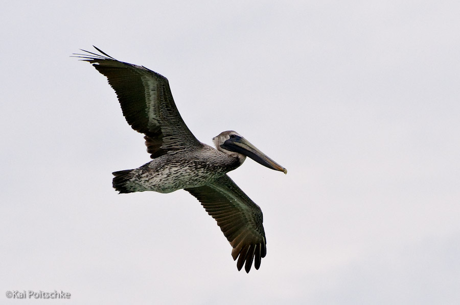 KP 20100116 D305782 0310